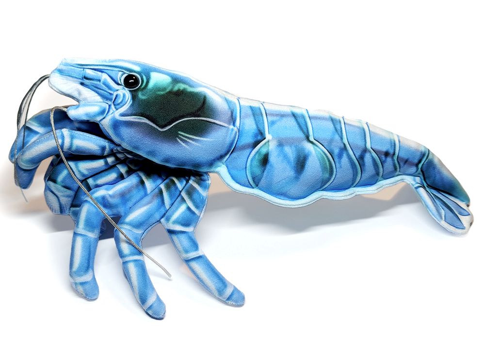 A realistic plush depiction of a blue Neocaridina shrimp. This plush looks like it is made of transparent segments, but it is actually a digitally painted pattern printed onto soft velvet fabric. It has beady eyes and cord antennae.