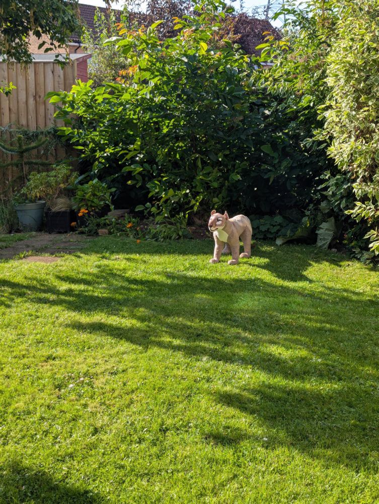 A mysterious striped creature stands on a lawn in the sun.