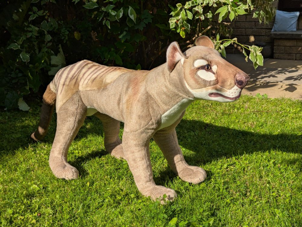 A photo of a realistic lifesize plush Thylacine standing on a lawn, closer this time