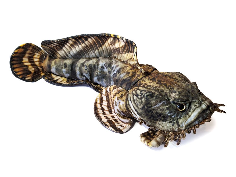 A realistic plush Oyster Toadfish. This fish is a mottled brown which would blend in well with it's environment. It has a fringe around it's face to break up the outline, and shining gold eyes. It looks rather grumpy.