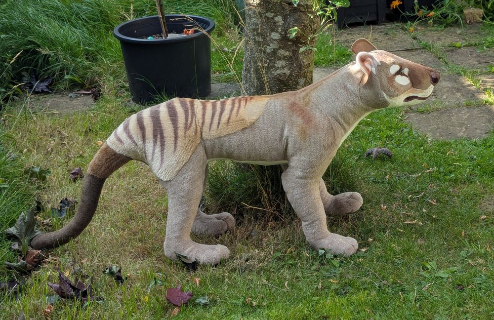 A realistic lifesize Thylacine plush made of assorted fur fabrics, with printed details. It stands on a lawn next to a tree
