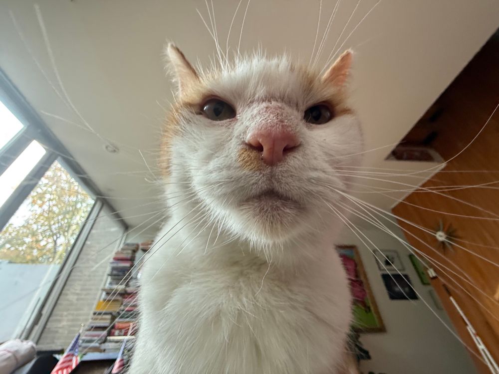 A cat, taken too close with a fisheye lens