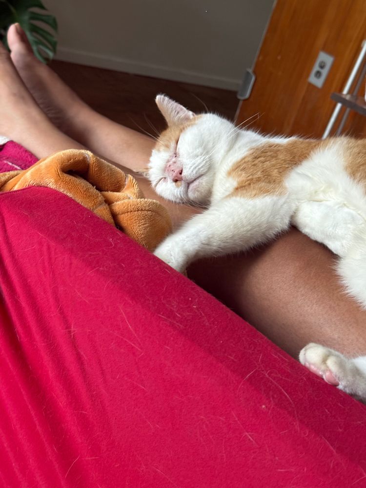 An orange and white cat sleeping on someone's legs.