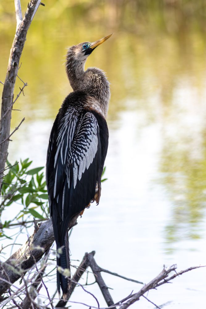 A large black bird with beautiful feathers sits regally in a tree by a river.
