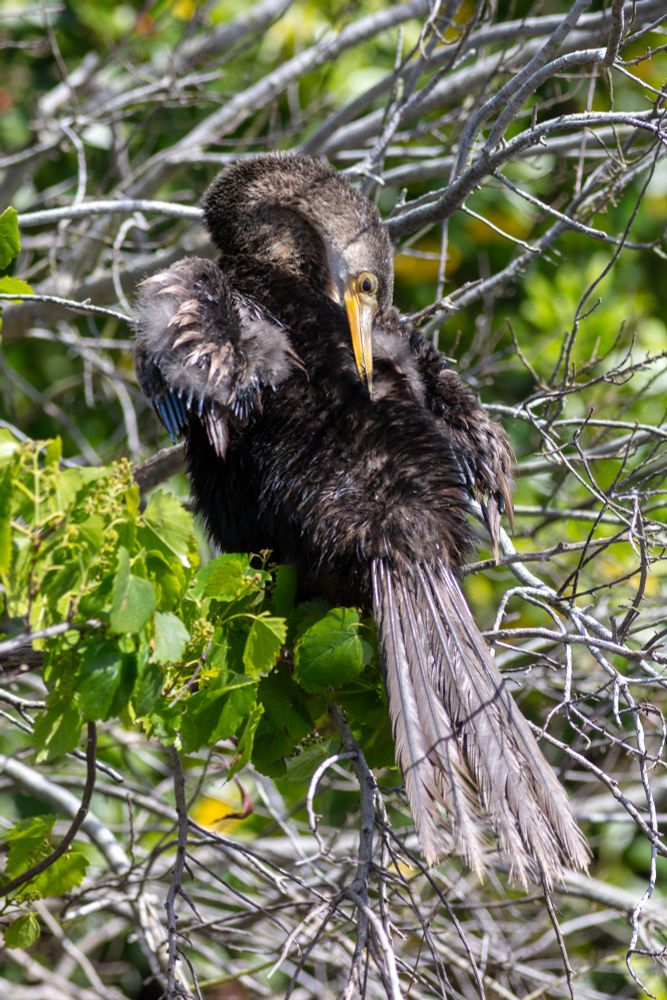 A large black bird with along neck and scraggly feathers sitting in a tree, scratching its back with its bill.