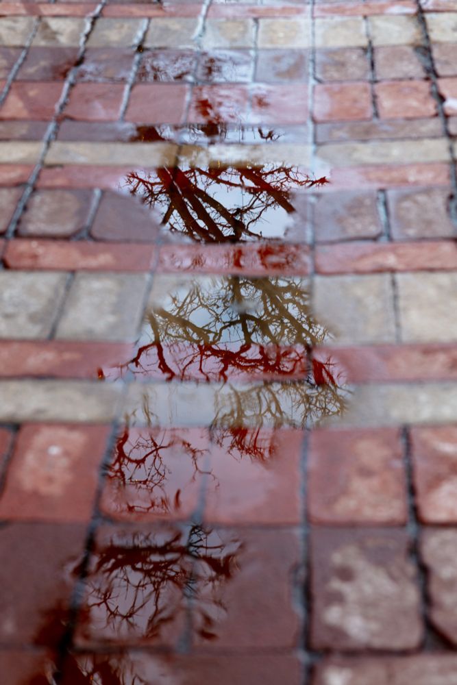 Sharply focused tree branches reflected in a puddle that stretches across a series of multicolored bricks