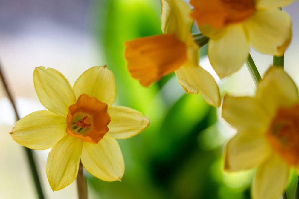 Daffodil blossoms in soft light, with three blossoms to the right out of focus, one on the left in focus, and out-of-focus green plants in the background.