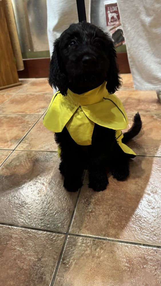  Jet black Labradoodle puppy with a yellow raincoat sitting looking up at the camera. 