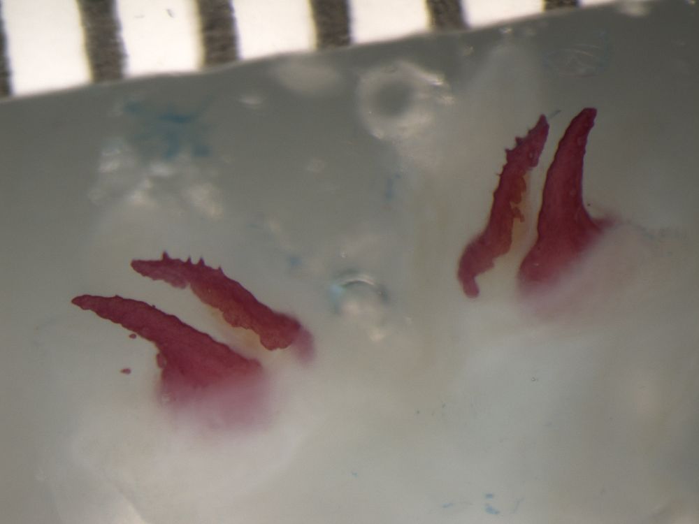 cleared and stained hemibacula of the same Aristelliger hechti
