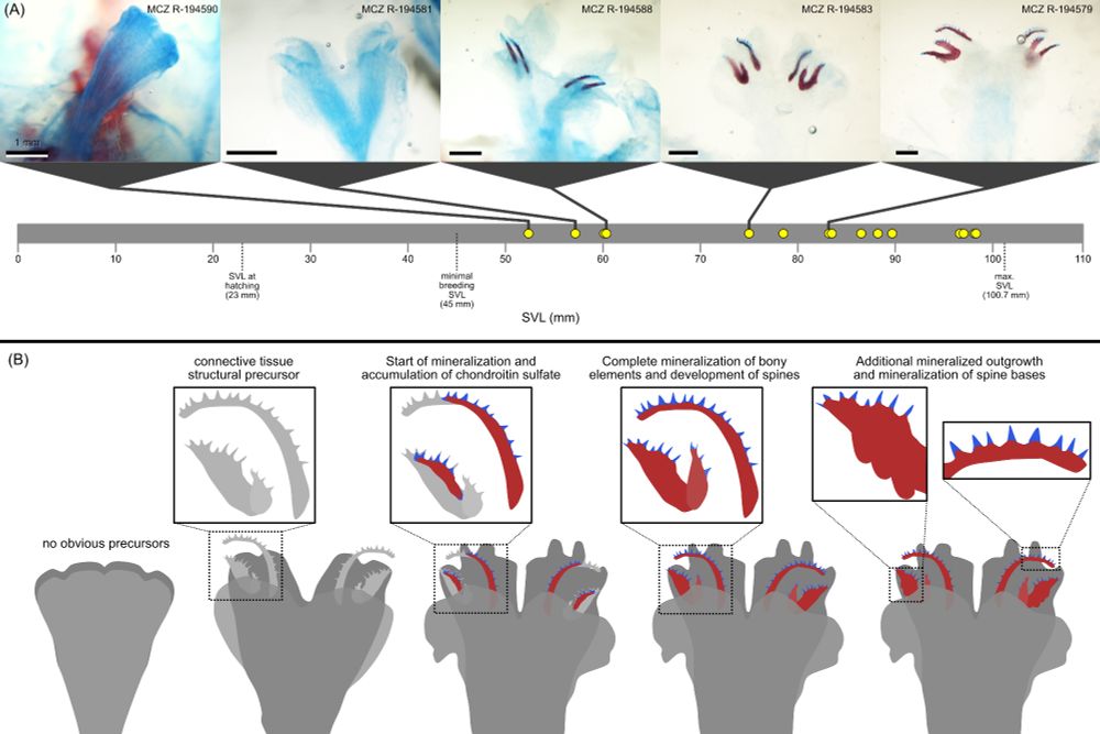 An ontogenetic series of cleared and stained Aristelliger praesignis hemibacula, showing that they do not develop until after sexual maturity