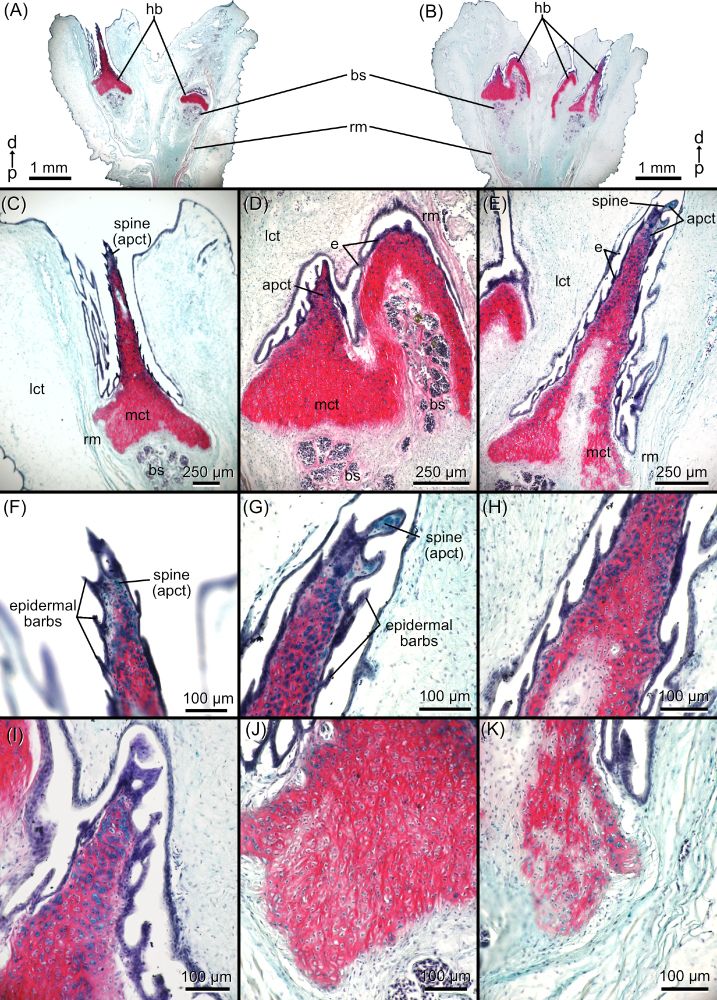 Figure 3 of the paper showing a Hall-Brundt Quadruple stain of Aristelliger hemibacula. Mineralized connective tissue is red, alcian positive tissue is blue, epidermis appears purple, and the non-mineralized connective tissue is bluish white.