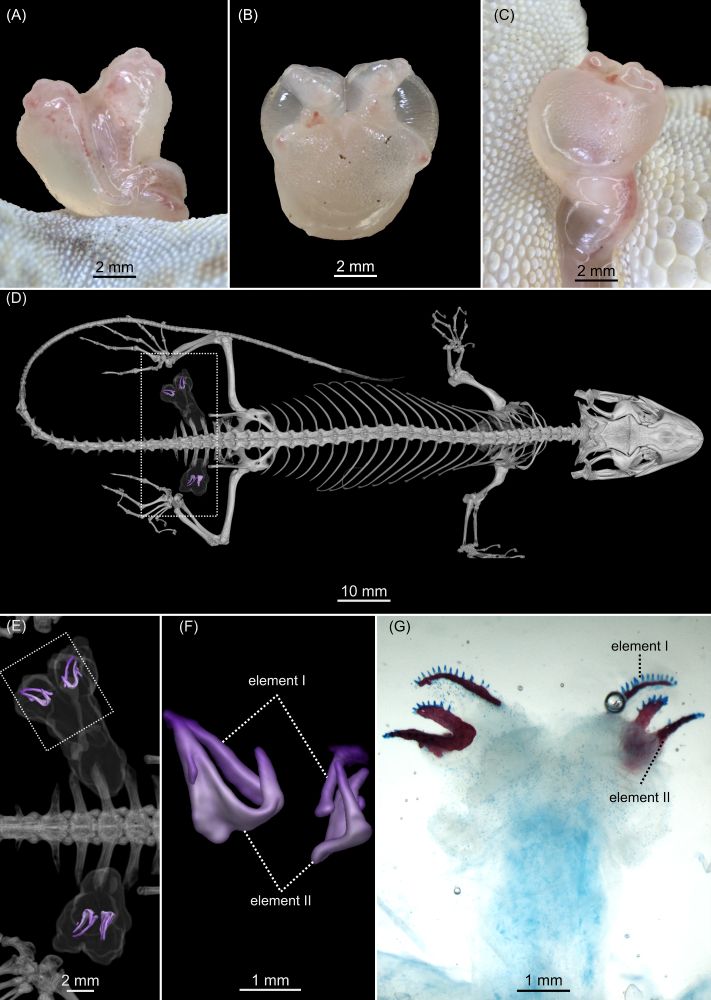 Figure 1 from the new paper showing everted hemipenes of Aristelliger, µCT rendering of hemibacula, and cleared and stained hemibacula.