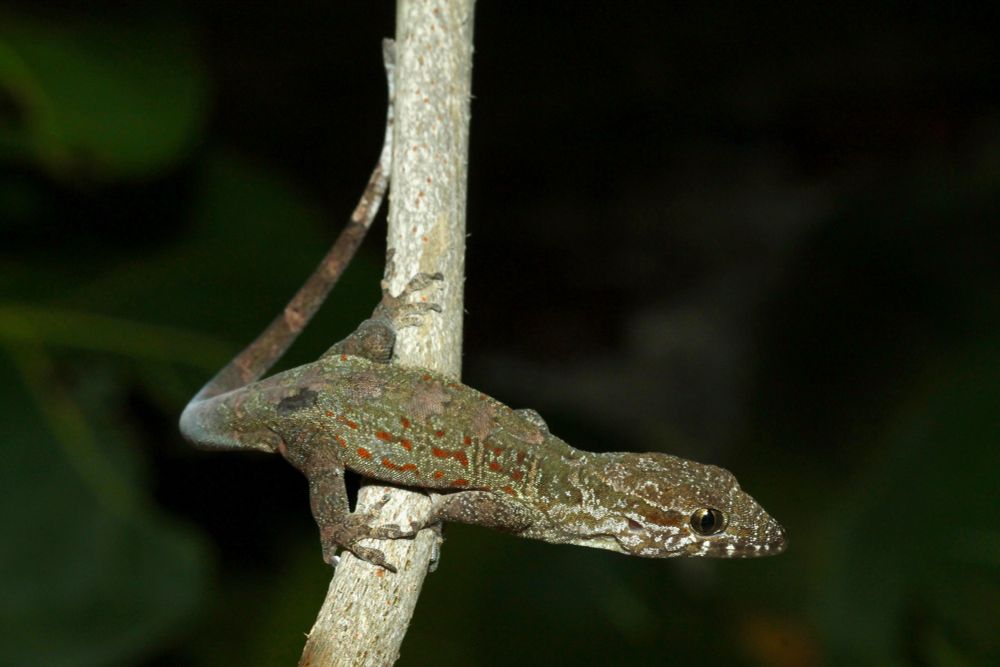 A photograph of Aristelliger praesignis, a dark green gecko with orange and white speckles, sitting on a branch.