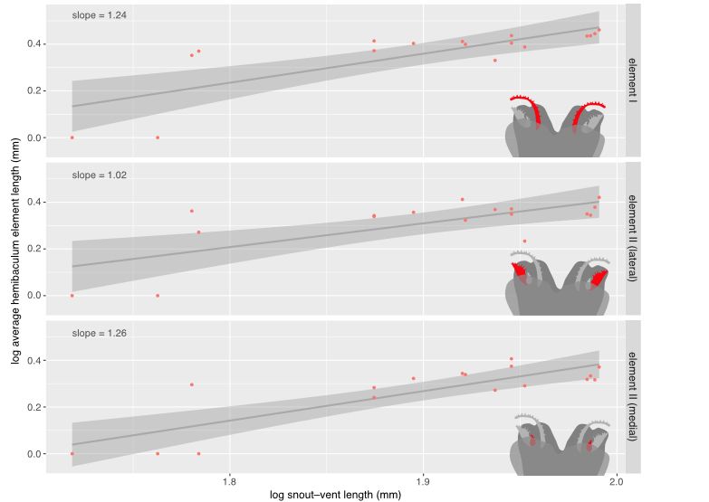 graphs illustrating log average hemibaculum element length as it relates to log snout-to-vent length. Slopes do not differ significantly from 1, suggesting isometry.