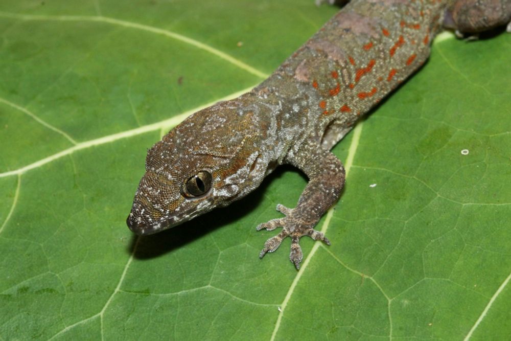 A portrait of Aristelliger praesignis