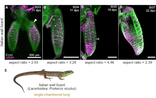 Immunofluorescence image labeling E-cadherin (green) and alpha-smooth muscle actin (magenta) of their developing lungs of Italian wall lizard