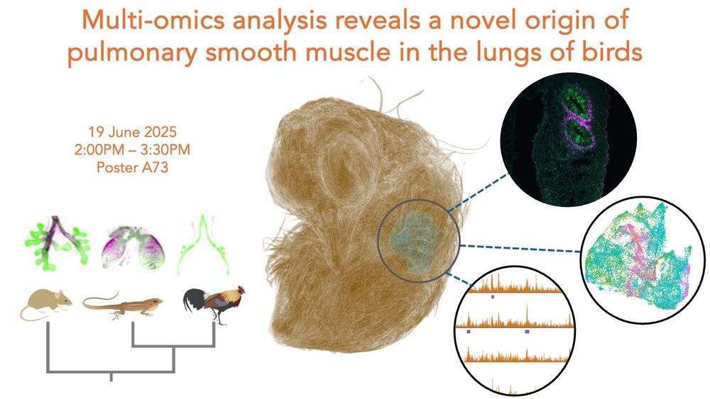 The title of my poster: "Multi-omics analysis reveals a novel origin of pulmonary smooth muscle in the lungs of birds" 
When and where to see it: 19 June 2025, 2:00PM to 3:00PM at Poster A73

images: 1) mouse, anole, and chicken in a phylogenetic context with embryonic lung immunofluorescence 
2) µCT of a chicken embryo with lung in blue
3) insets of in situ hybridization of chicken lung, single-cell RNA-seq, and ATAC-seq pile ups