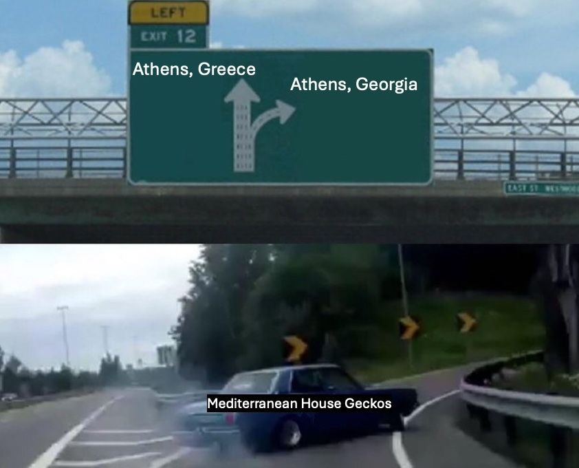 Meme of a car labeled as "Mediterranean House Geckos" making a last minute decision to drive to Athens Georgia instead of Athens Greece