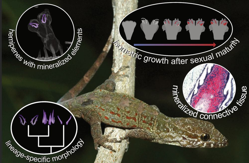 graphical abstract for our paper showing µCT images, histology, and illustrations of croaking gecko hemipenes hemibaculahttps://onlinelibrary.wiley.com/doi/10.1111/joa.70009