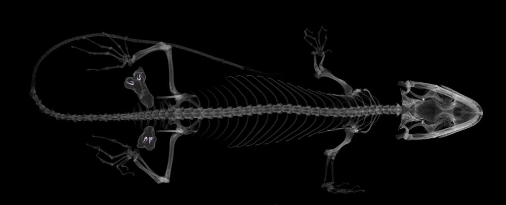 µCT data of an Aristelliger georgeensis illustrating its skeleton and hemipenial mineralizations (hemibacula) in purple