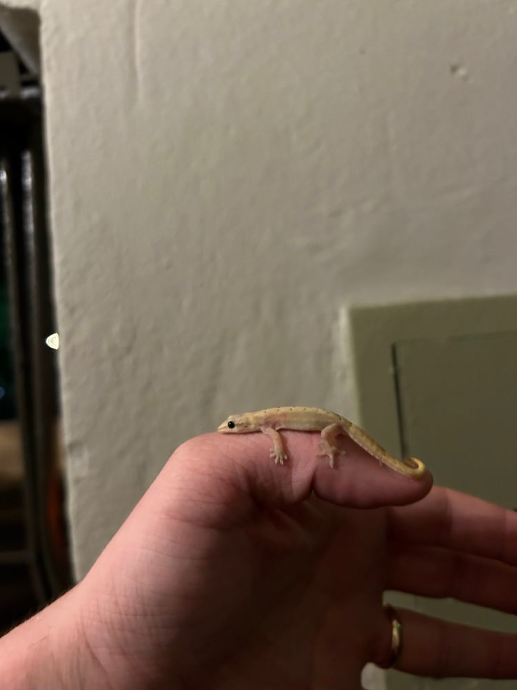 A parthenogenetic lizard, the mourning gecko (Lepidodactylus lugubris), sitting on my thumb. 