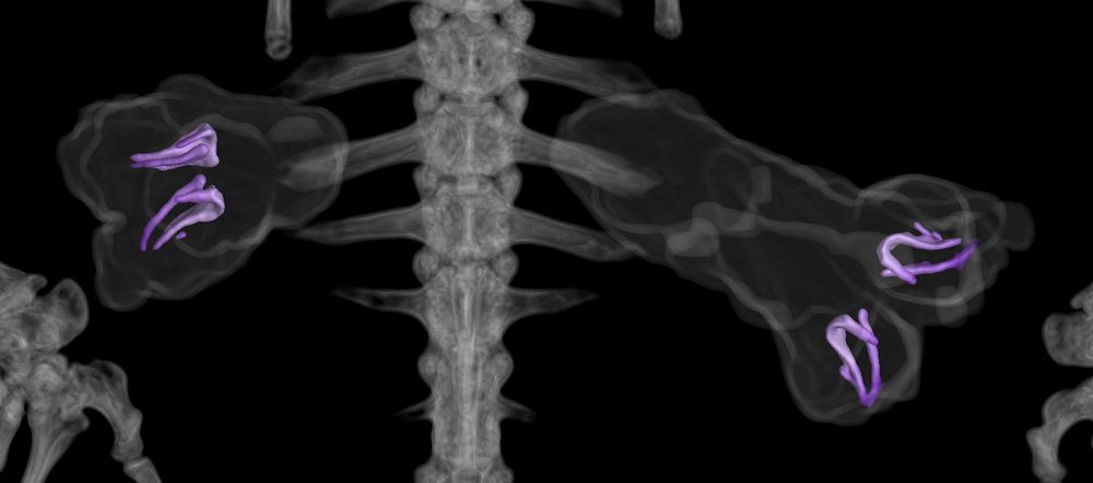 A µCT close up of the cloacal region of Aristelliger georgeensis illustrating the hemibacula in purple