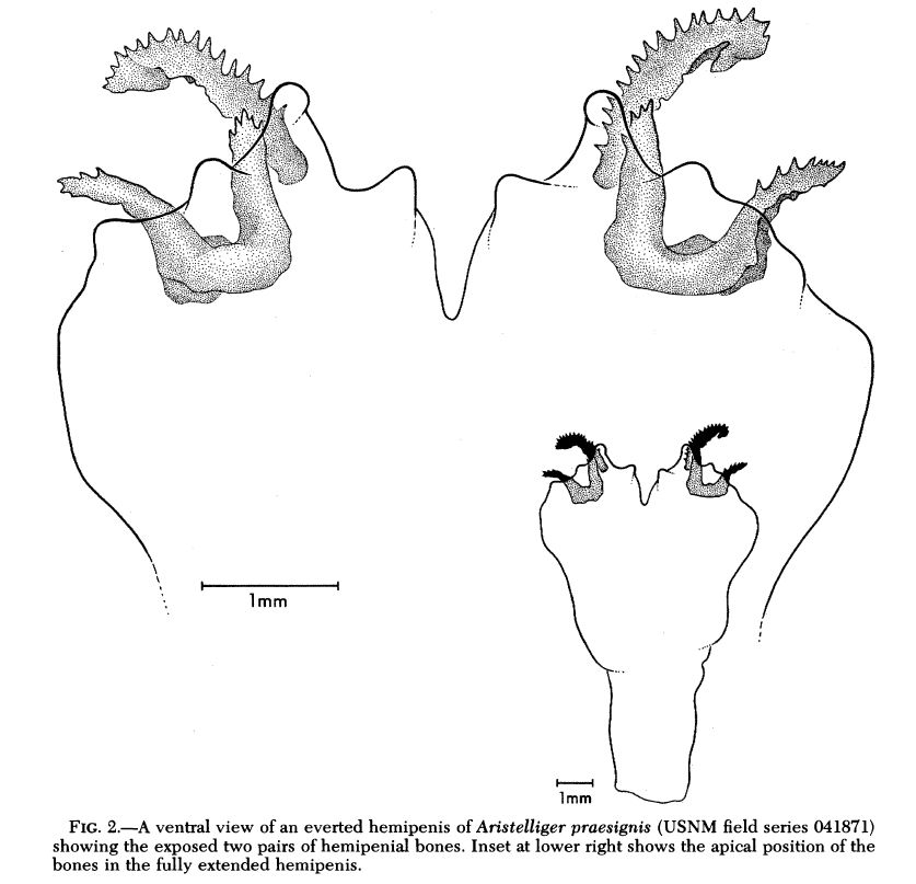 An illustration of Aristelliger cochranae hemipenes and hemibacula, from Kluge (1982)