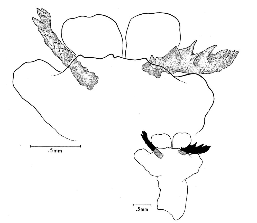 An illustration of Aristelliger cochranae hemipenes and hemibacula, from Kluge (1982)