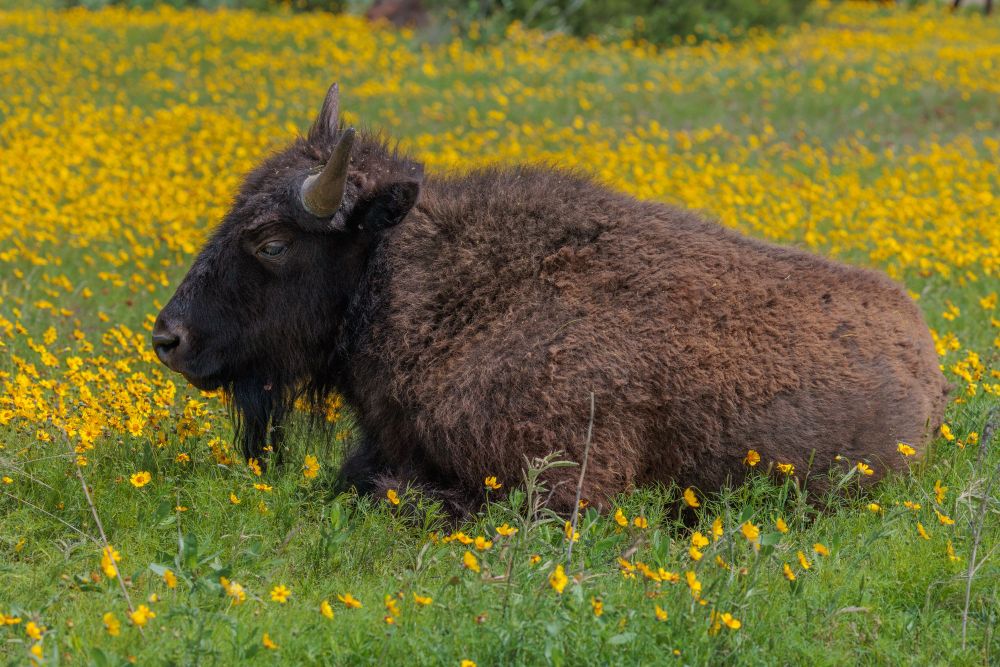 Bison Resting among wildflowers, Caprock Canyon State Park
