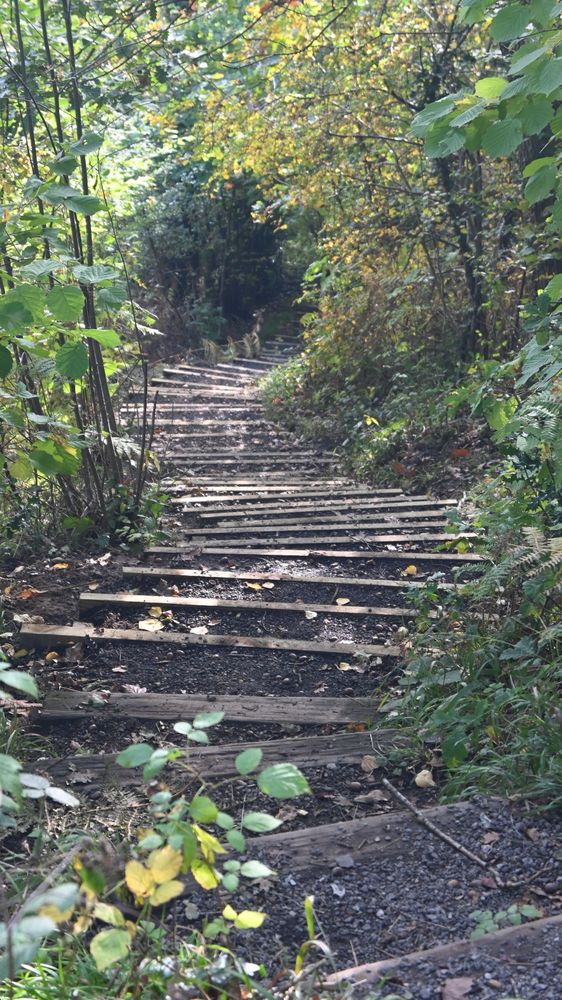 Winding path with wooden steps 