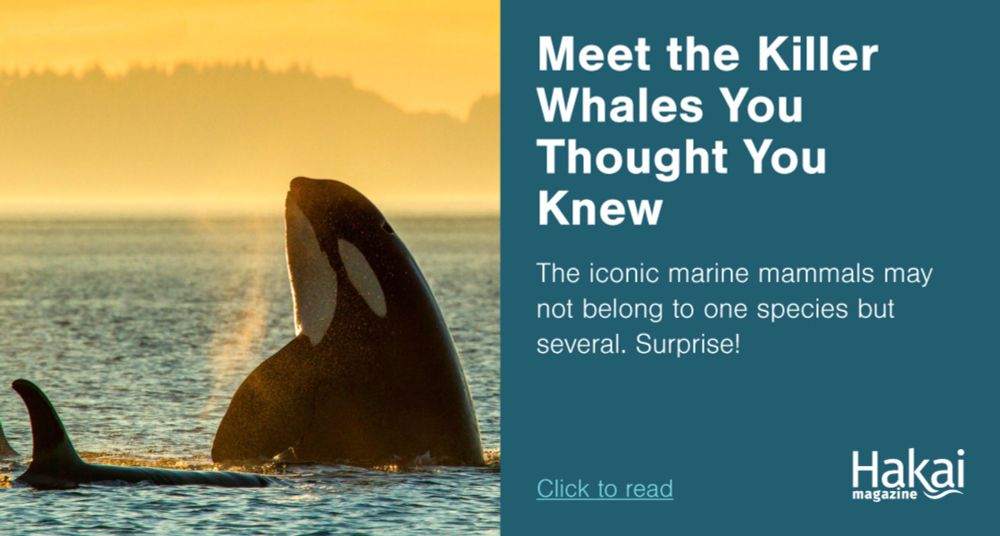 Meet the Killer Whales You Thought You Knew | Hakai Magazine