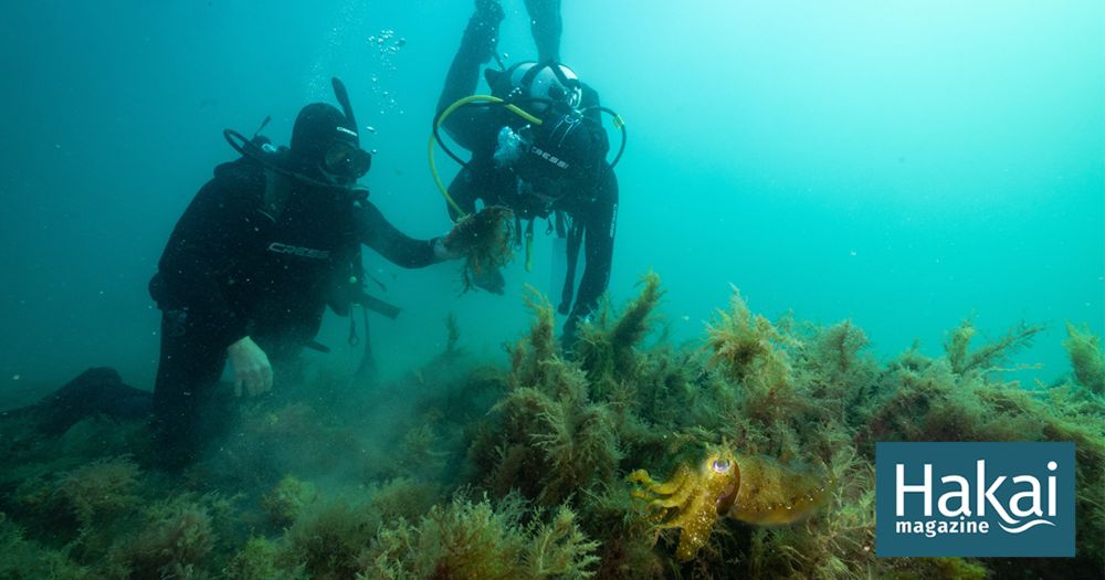 The Australian Oyster Reef Revival | Hakai Magazine