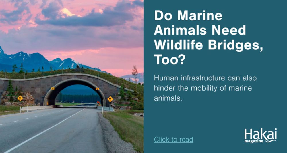 Do Marine Animals Need Wildlife Bridges, Too? | Hakai Magazine