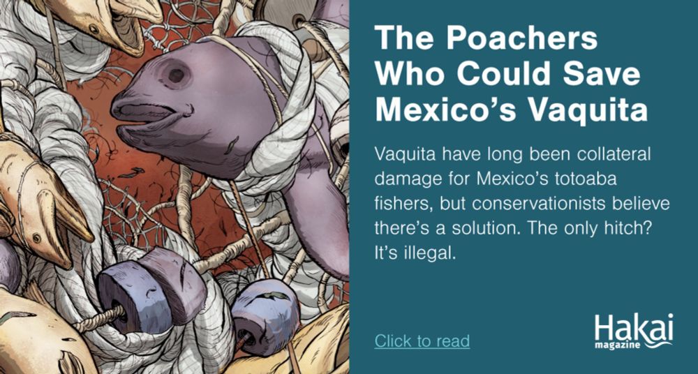 The Poachers Who Could Save Mexico’s Vaquita | Hakai Magazine