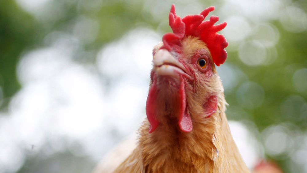 Iowa to care for 1.3 million chickens after Minnesota company files for bankruptcy