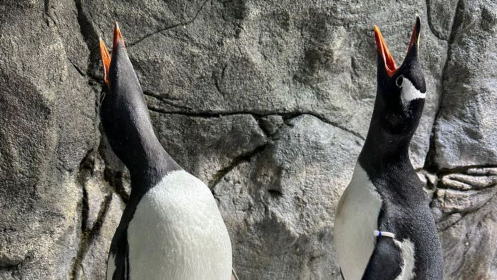 One half of world-famous gay penguin couple dies in Sydney aquarium | CNN