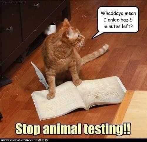 A cat standing on an open work book.

Cat says, "Whaddaya mean I onlee haz 5 minutes left?

Title: Stop animal testing!!

