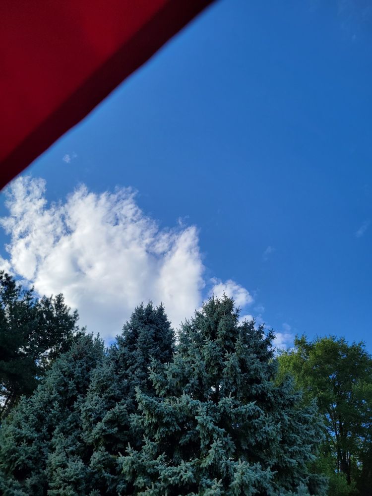 Blue sky with clouds and red umbrella near evergreen trees