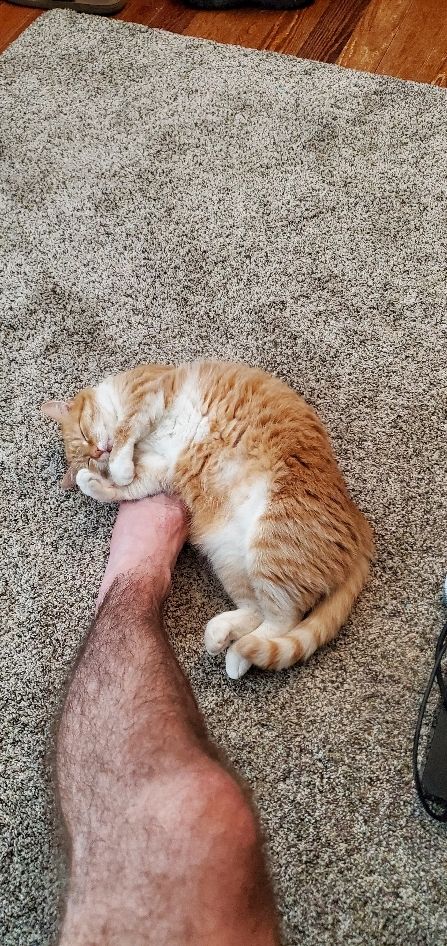 Cat sleeping on person's foot.