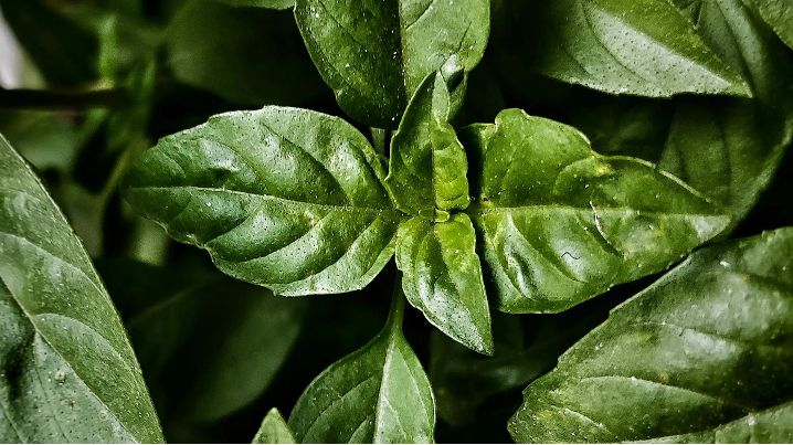 Basil leaves from above