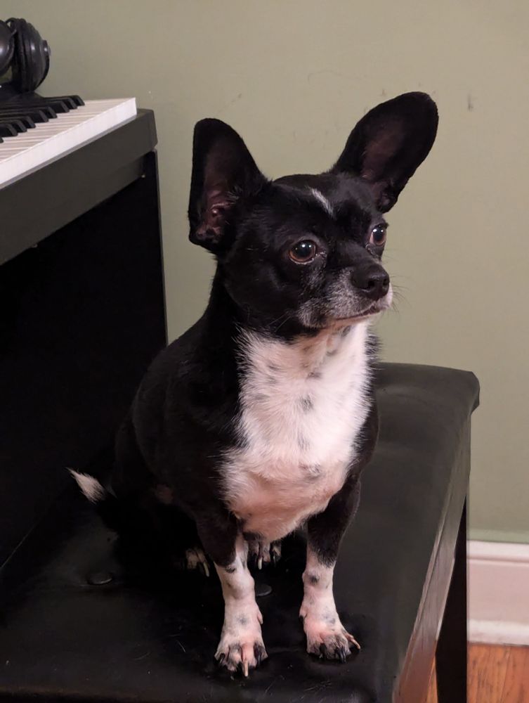 A small black Chihuahua/ boston terrier rescue dog named Rey Rey, with a white belly, white paws, and a small white stripe on his forehead, looks off to the right of the frame at something off camera. He sits on a piano bench, facing away from the keyboard. Sadly, he cannot yet play piano. 