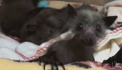 a bat is laying on a blanket on a bed with a spider .