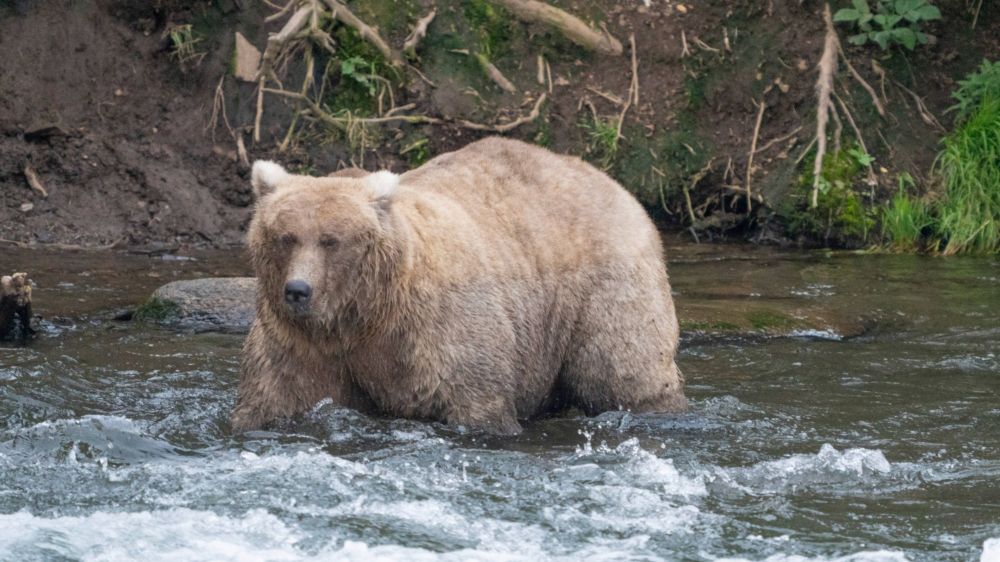 In a rematch, mama bear Grazer defeats rival that killed her cub to win Fat Bear Week