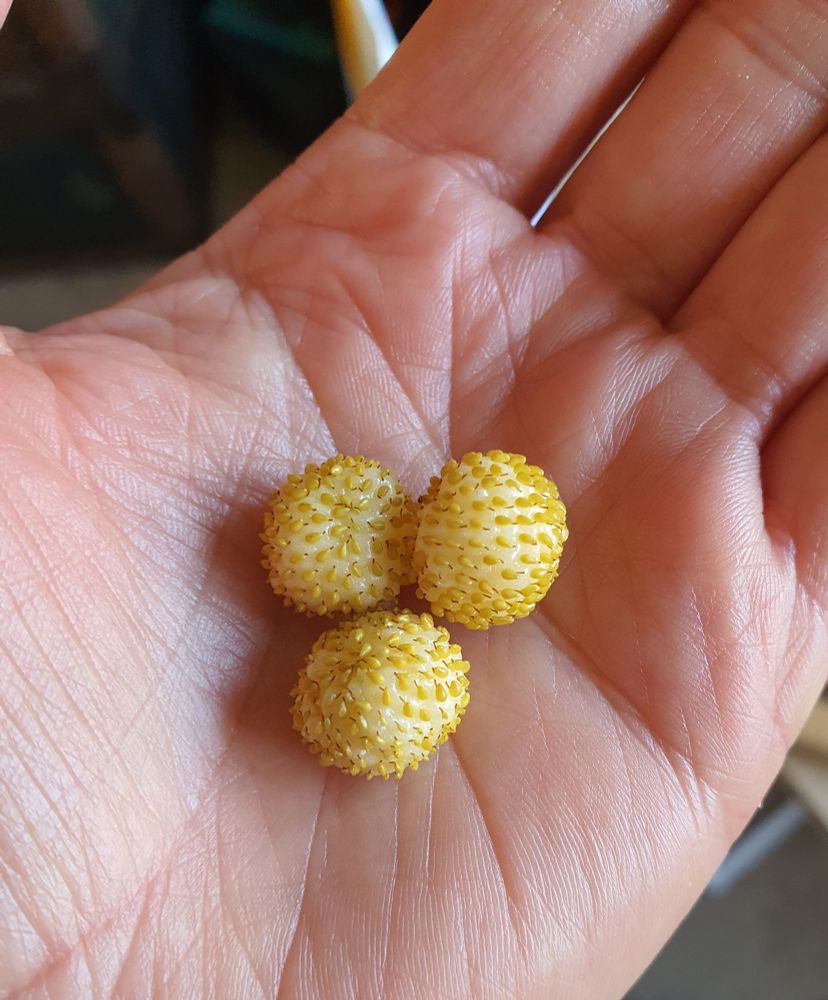 A hand holding three small, white alpine strawberries in the palm.