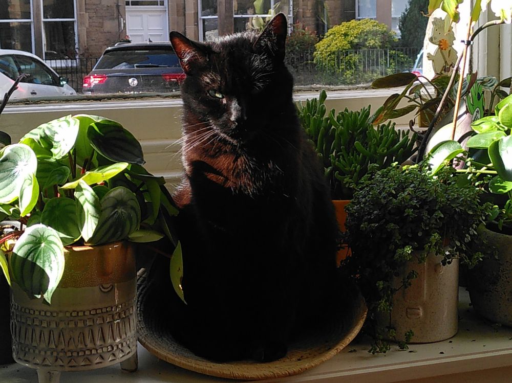 A black cat posing for the photo and enjoying the sun