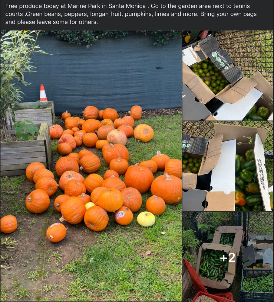 Free produce today at Marine Park in Santa Monica. Go to the garden area next to [the] tennis courts. Green beans, peppers, longan fruit, pumpkins, limes and more. Bring your own bags and please leave some for others. (Pictures of the produce included.)