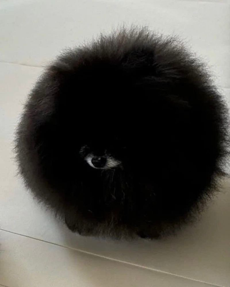 An almost perfectly round ball of black fluffy fur with a small white muzzle and black nose that makes this little dog look exactly like a sentient eyeball.