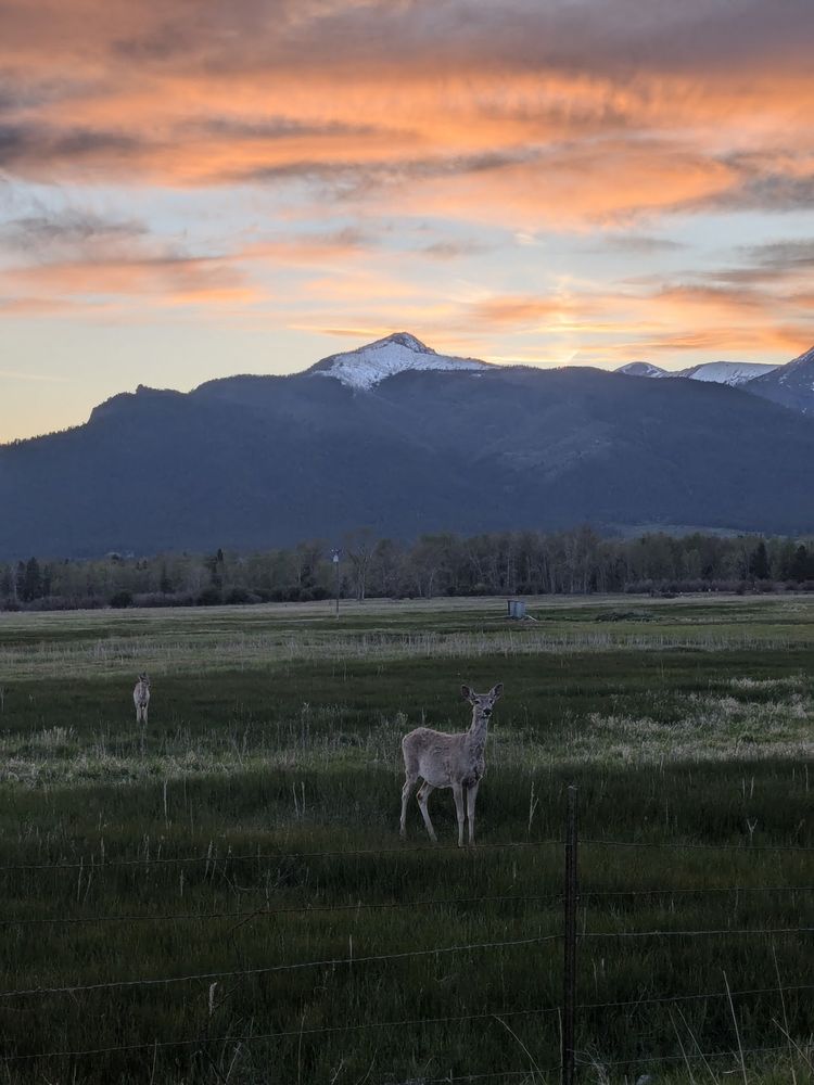 White-tail deer at sunset with the bitterroot mountains