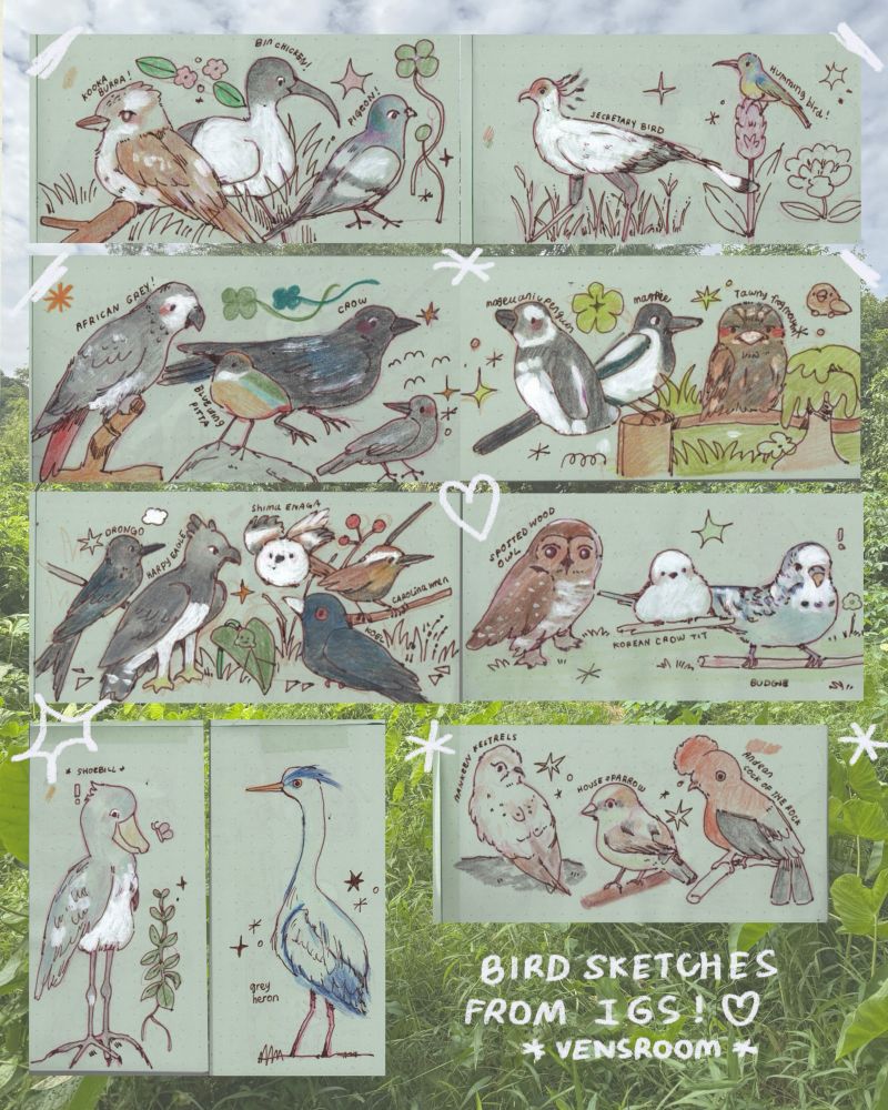 sketchbook spread of different types of birds in a collage!