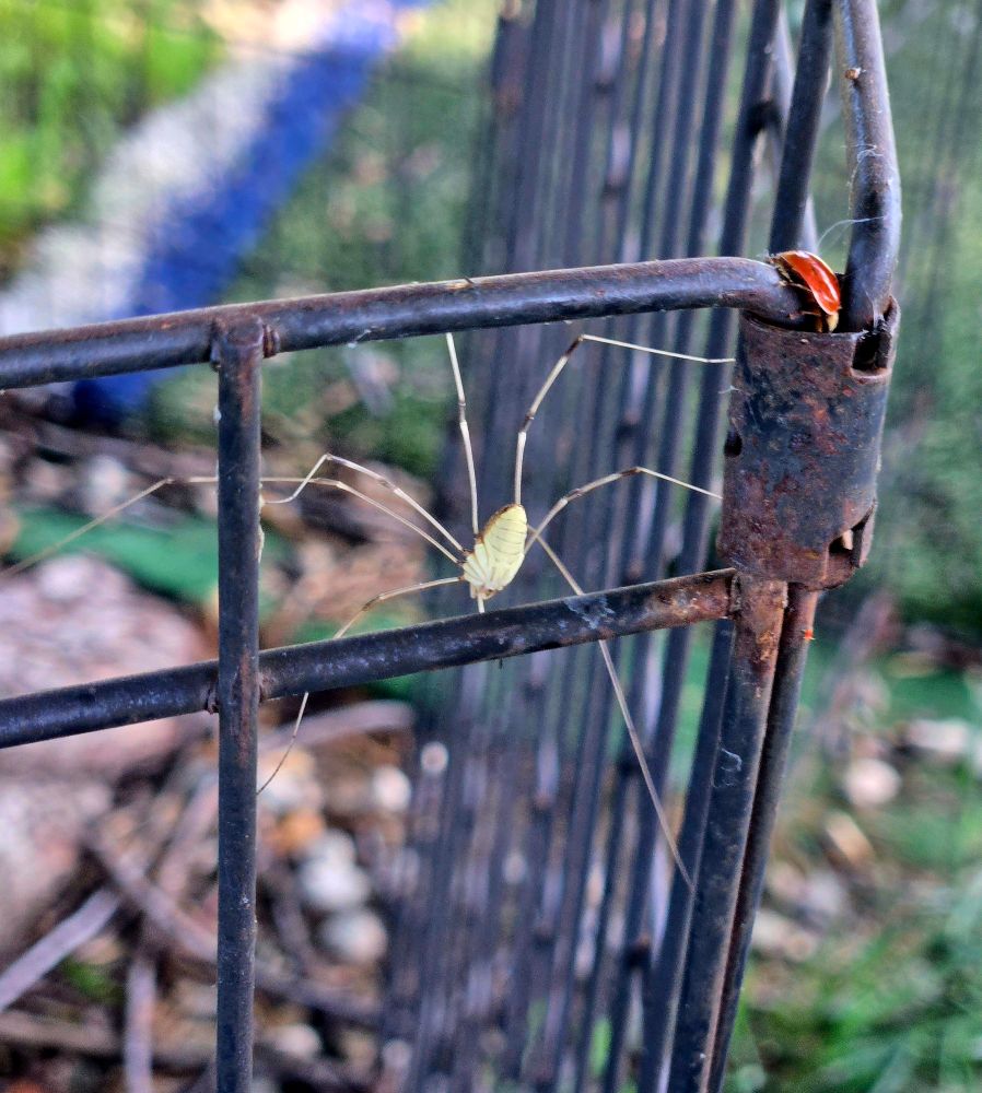 The underside of a spider waiting for a ladybug to get closer. 